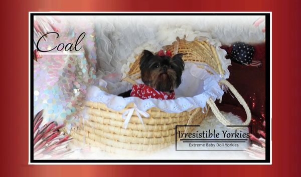 Extreme Baby Doll Yorkies, Extreme Baby Doll Yorkie, Yorkie in Maryland, Micro Tiny, Teacup Yorkie