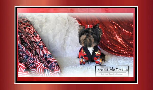 Extreme Baby Doll Yorkies, Extreme Baby Doll Yorkie, Yorkie in Maryland, Micro Tiny, Teacup Yorkie