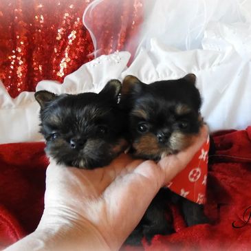 EXTREME Baby Doll Yorkies, Extreme Baby Doll Yorkie, Yorkie in Maryland, Micro Tiny, Teacup Yorkie