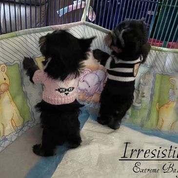 EXTREME Baby Doll Yorkies, Extreme Baby Doll Yorkie, Yorkie in Maryland, Micro Tiny, Teacup Yorkie