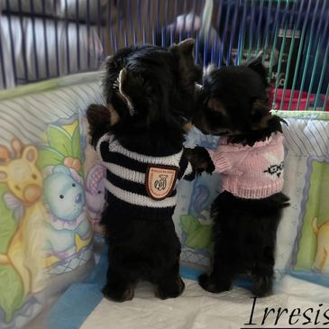 EXTREME Baby Doll Yorkies, Extreme Baby Doll Yorkie, Yorkie in Maryland, Micro Tiny, Teacup Yorkie