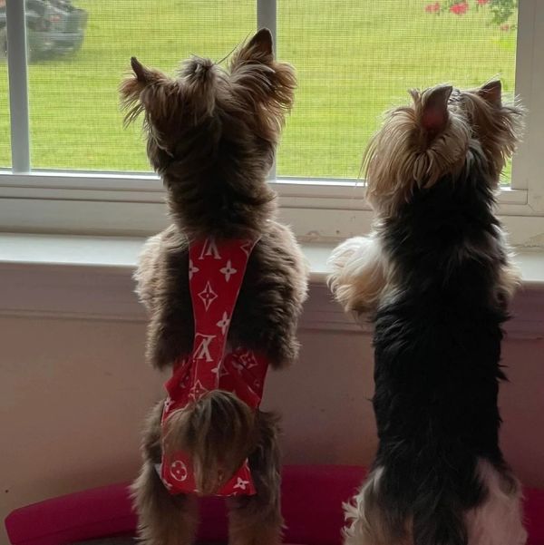 EXTREME Baby Doll Yorkies, Extreme Baby Doll Yorkie, Yorkie in Maryland, Micro Tiny, Teacup Yorkie