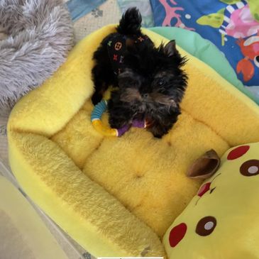 EXTREME Baby Doll Yorkies, Extreme Baby Doll Yorkie, Yorkie in Maryland, Micro Tiny, Teacup Yorkie