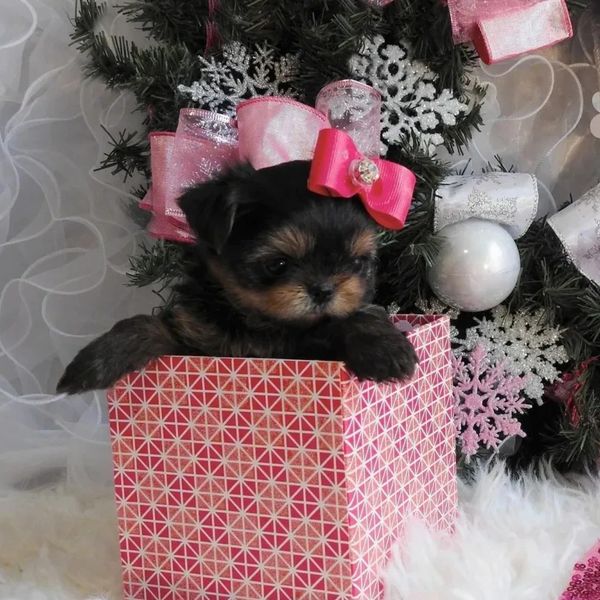 EXTREME Baby Doll Yorkies, Extreme Baby Doll Yorkie, Yorkie in Maryland, Micro Tiny, Teacup Yorkie