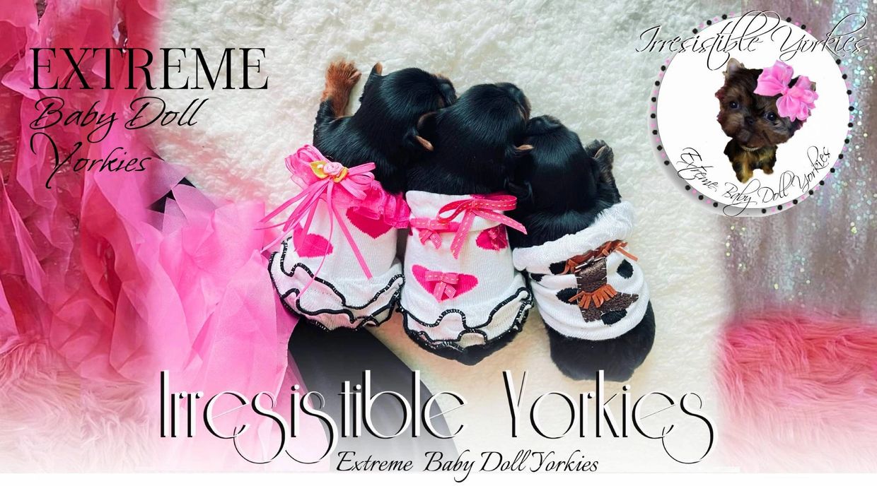 Extreme Baby Doll Yorkies, Extreme, Baby Doll Yorkie, Yorkie in Maryland, #1 Repeat Customers in USA