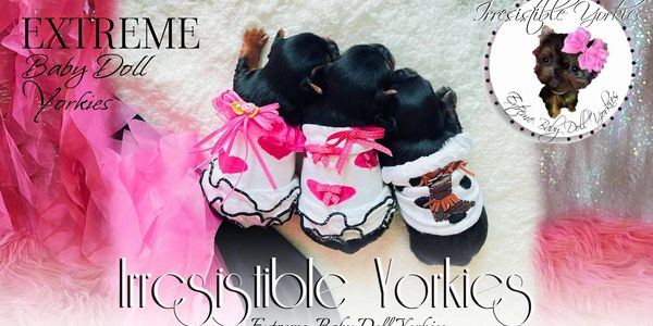 Extreme Baby Doll Yorkies, Extreme Baby Doll Yorkie, Yorkie in Maryland, Micro Tiny, Teacup Yorkies