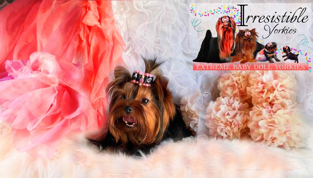 Extreme Baby Doll Yorkies, Extreme Baby Doll Yorkie, Yorkie in Maryland, Micro Tiny, Teacup Yorkie