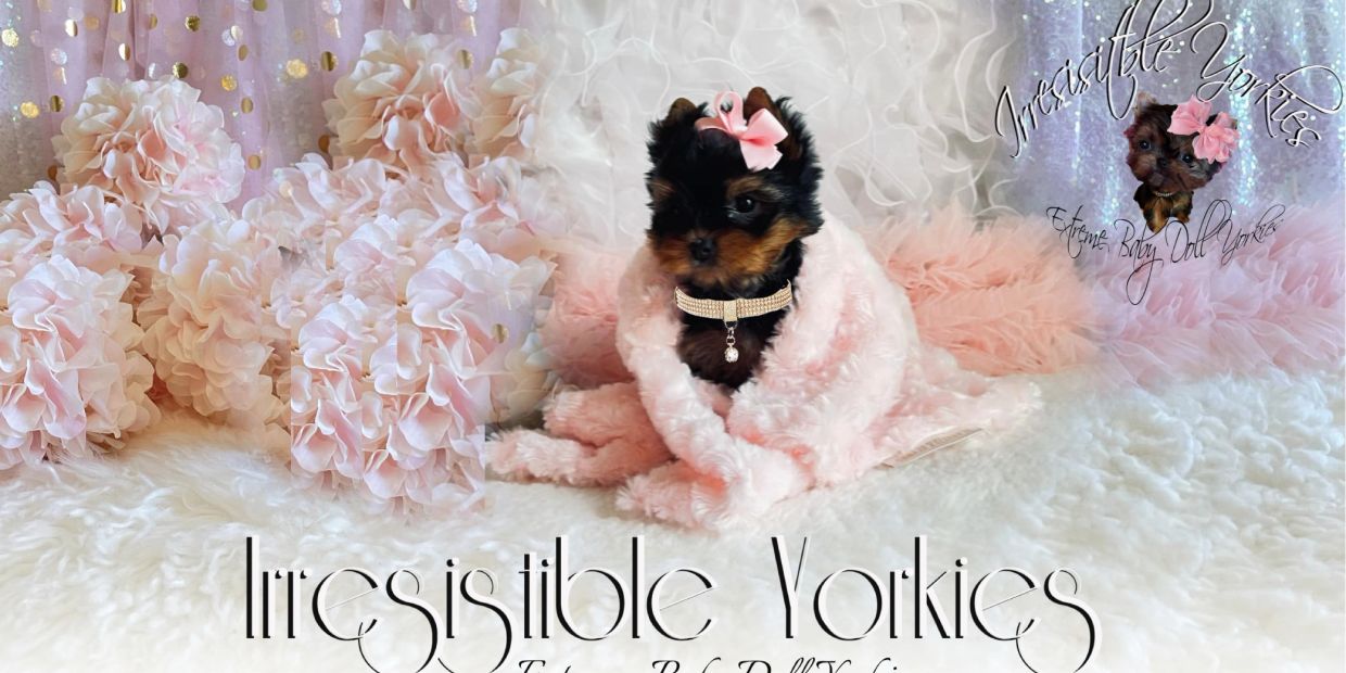 Tiny Yorkie puppy wrapped in a pink blanket with a bow and necklace.