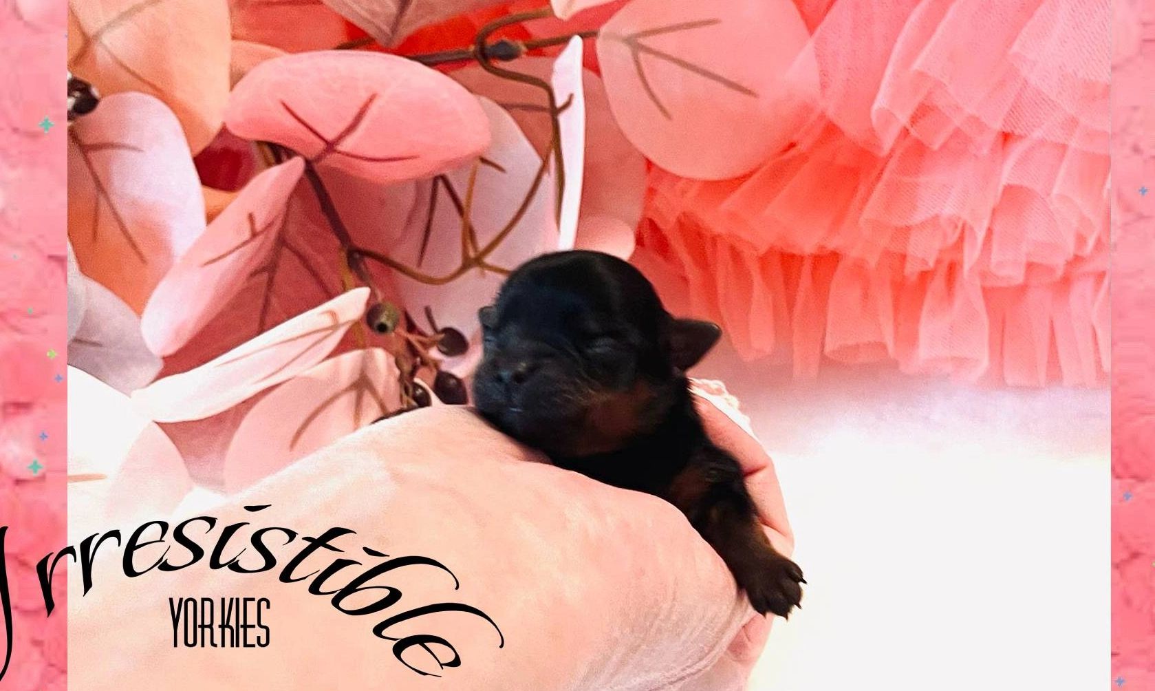 Extreme Baby Doll Yorkies, Extreme Baby Doll Yorkie, Yorkie in Maryland, Micro Tiny, Teacup Yorkie