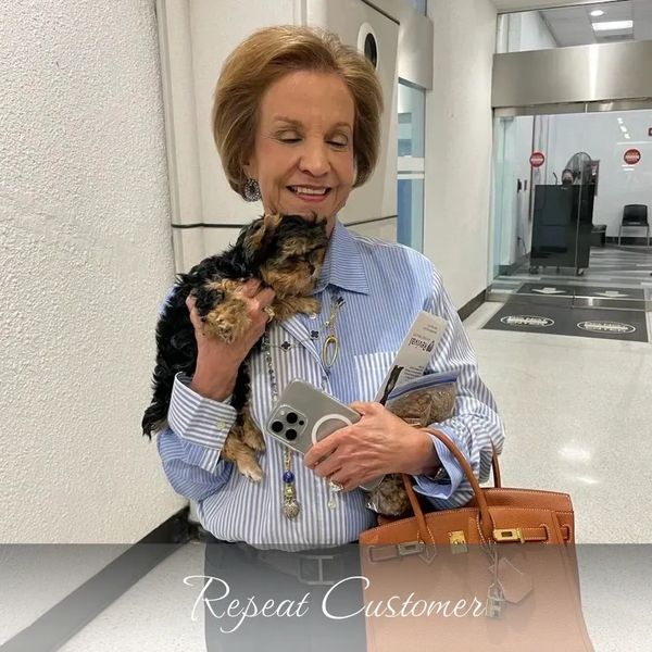 Extreme Baby Doll Yorkies, Extreme Baby Doll Yorkie, Yorkie in Maryland, Micro Tiny, Teacup Yorkie