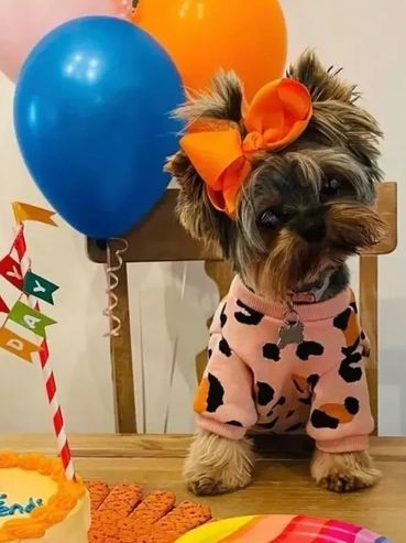 Extreme Baby Doll Yorkies, Extreme Baby Doll Yorkie, Yorkie in Maryland, Micro Tiny, Teacup Yorkie