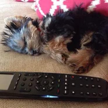 Extreme Baby Doll Yorkies, Baby Doll Yorkie, Yorkie in Maryland, #1 Repeat Customers, Teacup Yorkie