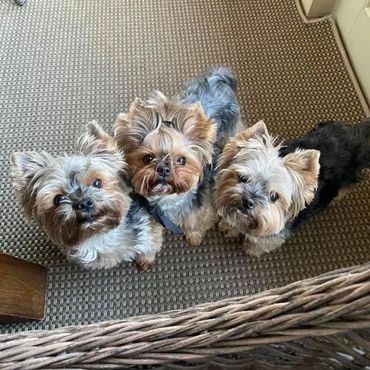 Extreme Baby Doll Yorkies, Baby Doll Yorkie, Yorkie in Maryland, #1 Repeat Customers, Teacup Yorkie