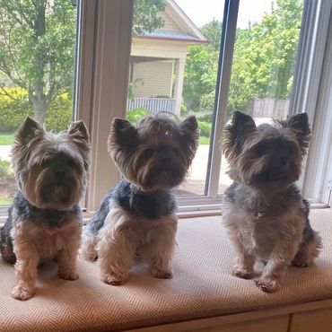 Extreme Baby Doll Yorkies, Baby Doll Yorkie, Yorkie in Maryland, #1 Repeat Customers, Teacup Yorkie