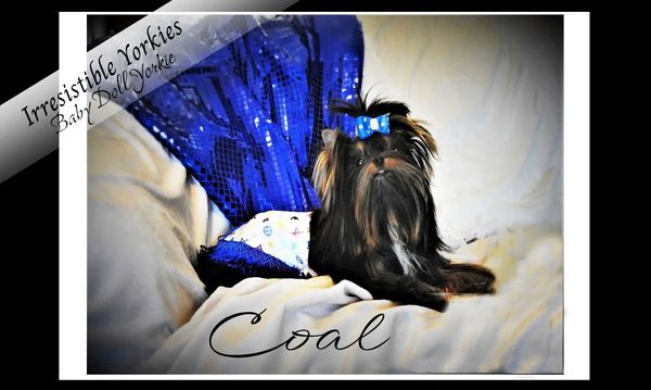 Extreme Baby Doll Yorkies, Baby Doll Yorkie, Yorkie in Maryland, #1 Repeat Customers, Teacup Yorkie