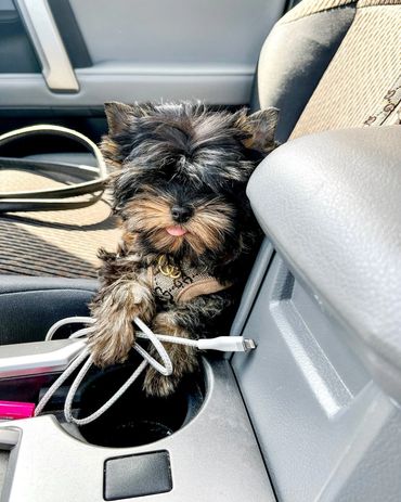 EXTREME Baby Doll Yorkies, Baby Doll Yorkie, Yorkie in MD, Micro Baby Doll Yorkie, Teacup Yorkie