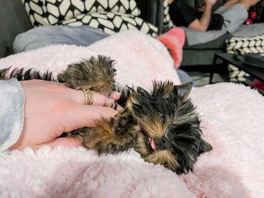 EXTREME Baby Doll Yorkies, Baby Doll Yorkie, Yorkie in MD, Micro Baby Doll Yorkie, Teacup Yorkie