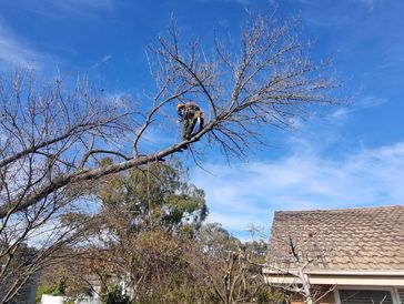 One of our professional arborists, Phillip, pruning a box elder that was over the roof of our client