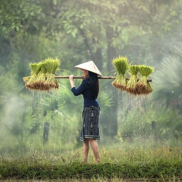 Harvesting, Myanmar