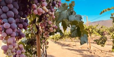 Vineyard at Iboga Treatment Center