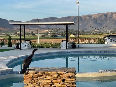 Beautiful bird by the pool at our Ibogaine Centers in Mexico