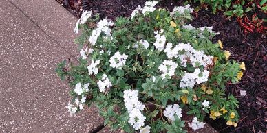 Bush with small white flowers next to a sidewalk.