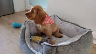 A photo of a spaniel wearing a Christmas fabric dog bandana by Ruth's Sewing Studio