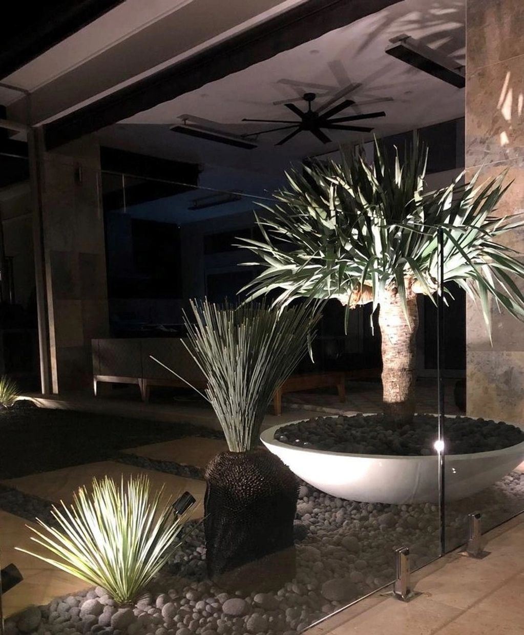 Dragon Tree plant in Titan Bowl