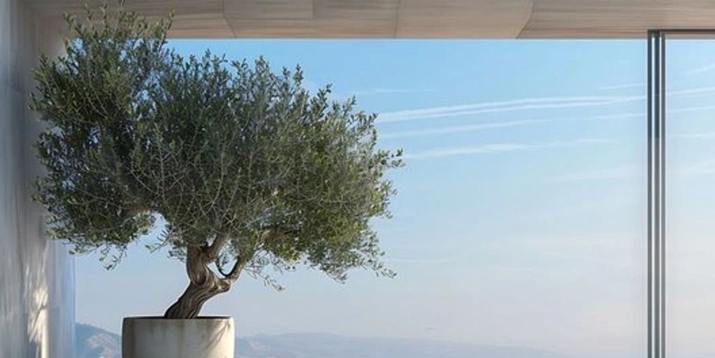 Stunted aged Olive exotic trees