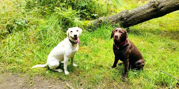 golden labrador Phoebe and chocolate labrador Ella in the woods day out nodding-dogs