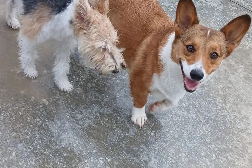 Two dogs, a happy corgi and a curious terrier, on a concrete surface.