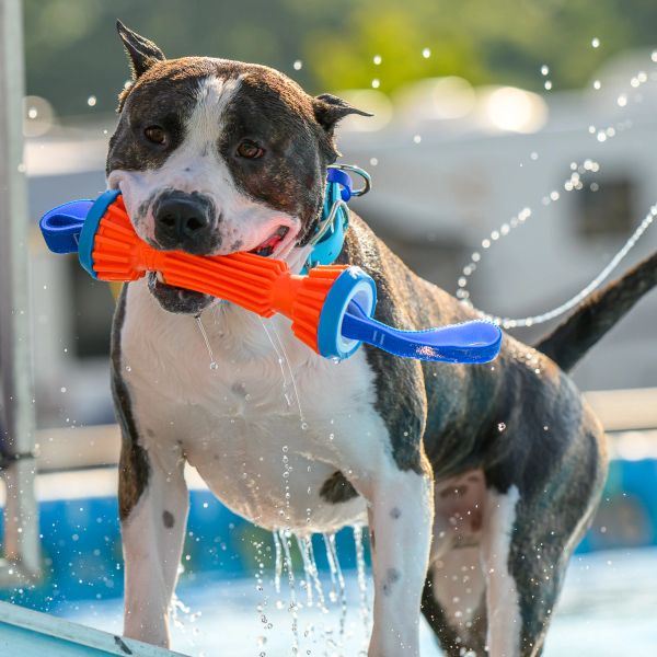 Wet dog holding a toy in its mouth near water.