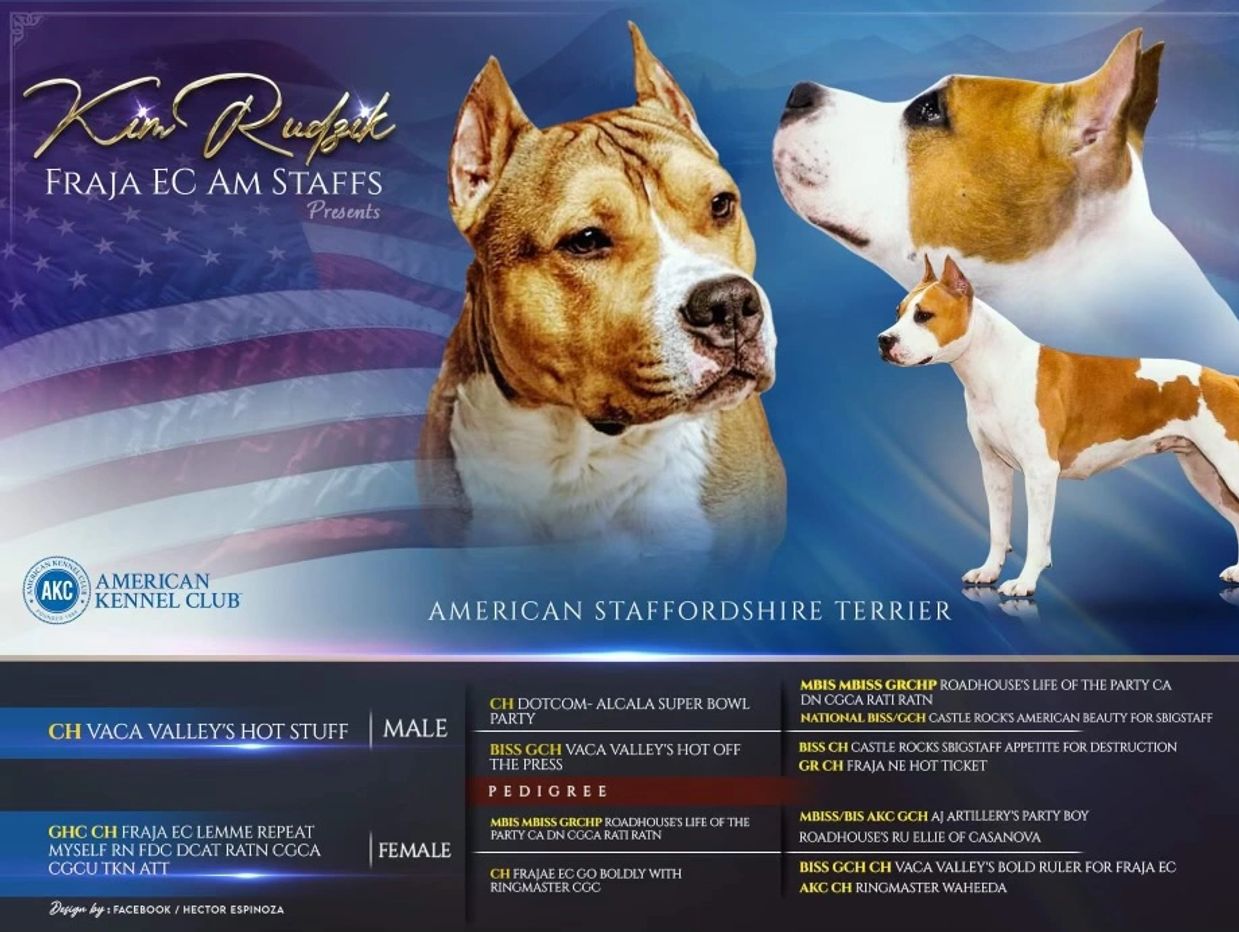 American Staffordshire Terrier pedigree and champion details.