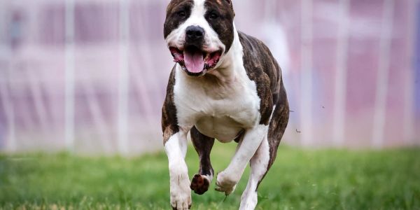 A happy dog running on grass.