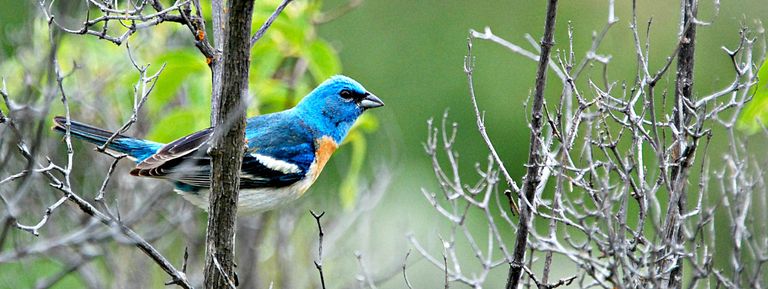 Lazuli Bunting, Yakima Canyon, WA