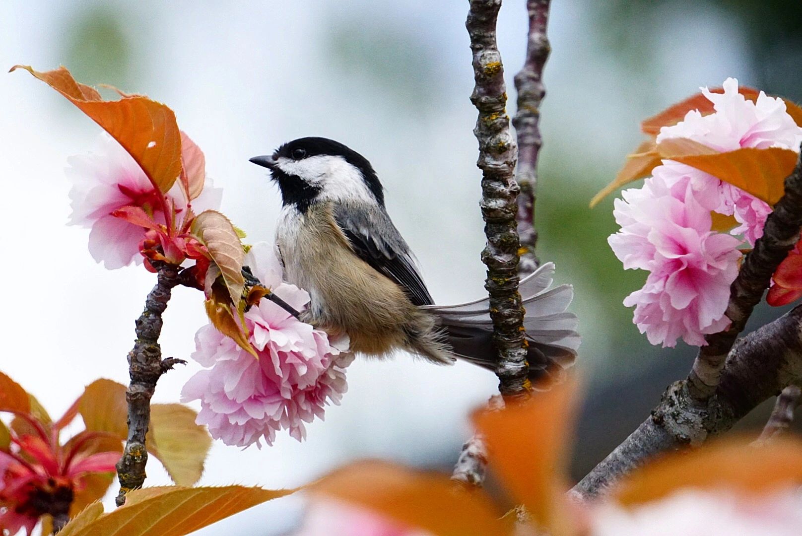 A small black, gray and white Black capped Chickadee bird sits perched on a tree with pink blossoms