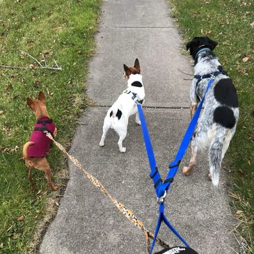Small, Medium and Large.  We walk dogs of all sizes!