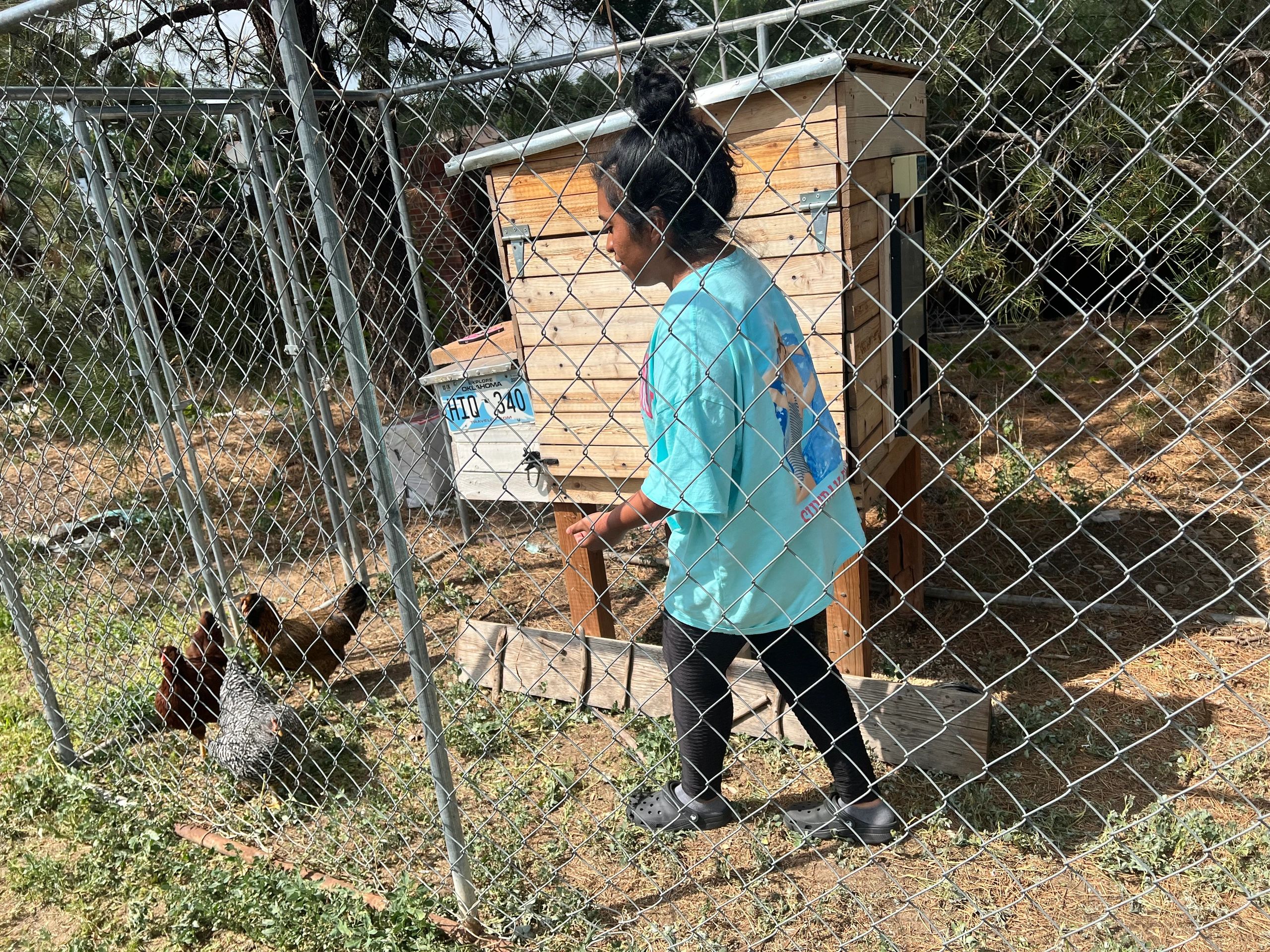 Person tending chickens behind a wire fence.