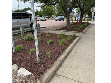 Newly mulched garden beds with small plants and a parking lot in the background.