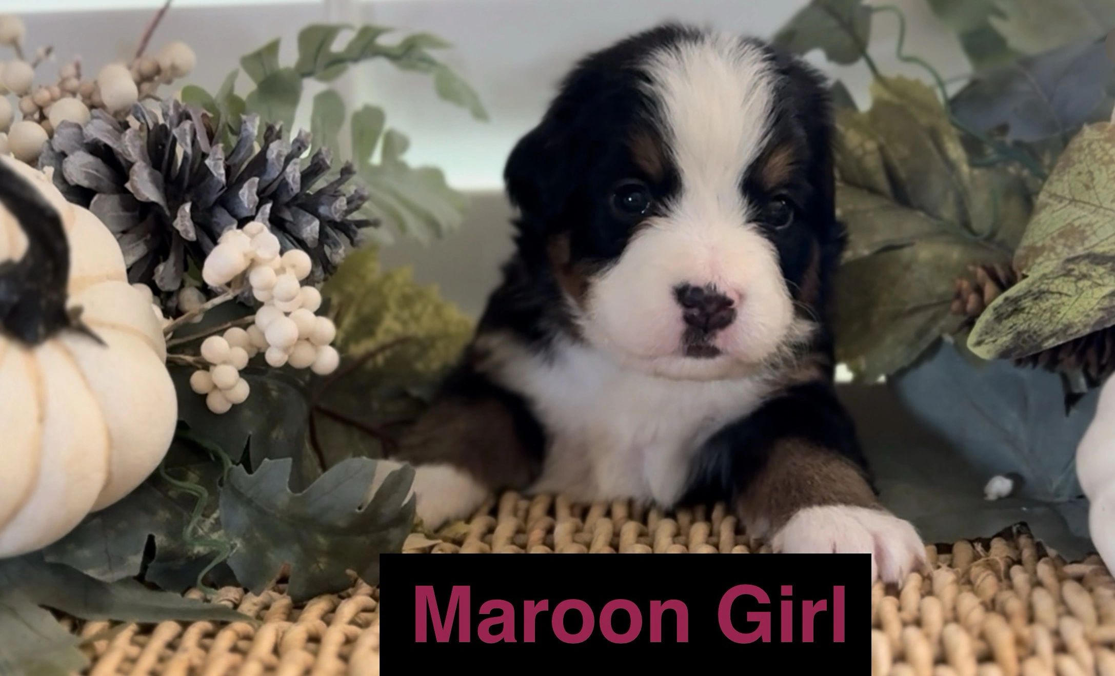 Adorable Bernese Mountain Dog puppy surrounded by autumn leaves and decor.