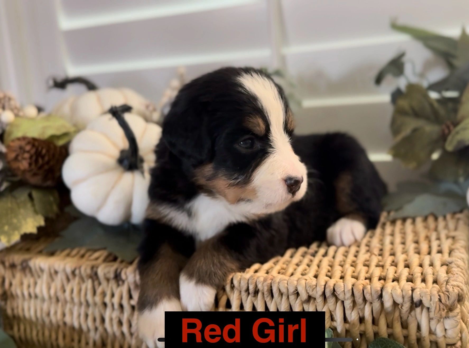 Adorable tricolor puppy resting on woven basket with fall decor.