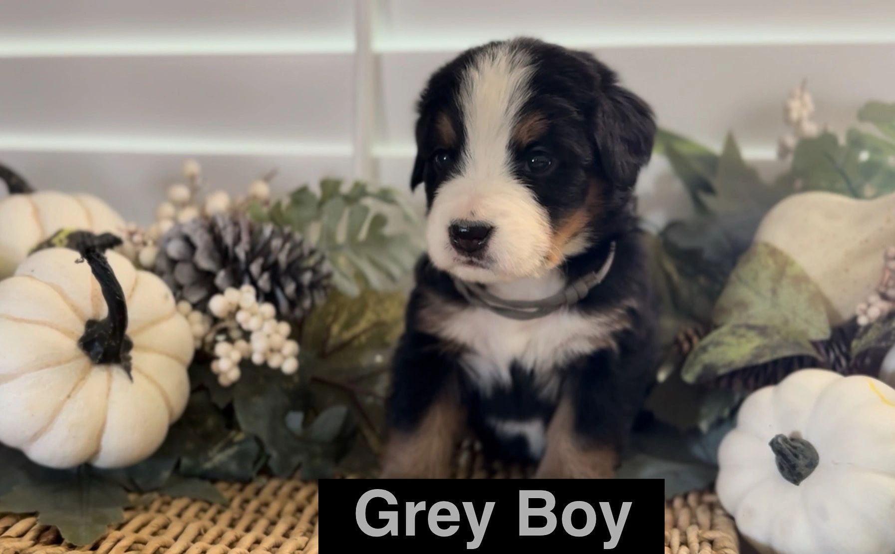 Found his forever home 🐾