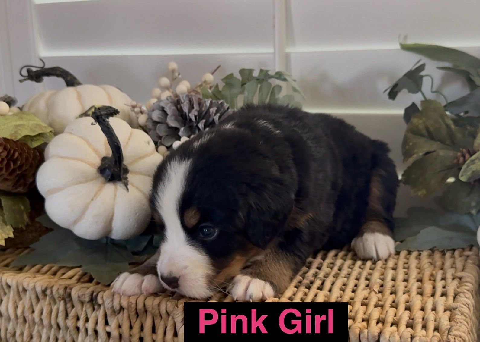 A Bernese Mountain Dog puppy labeled 'Pink Girl' resting on a woven surface.
