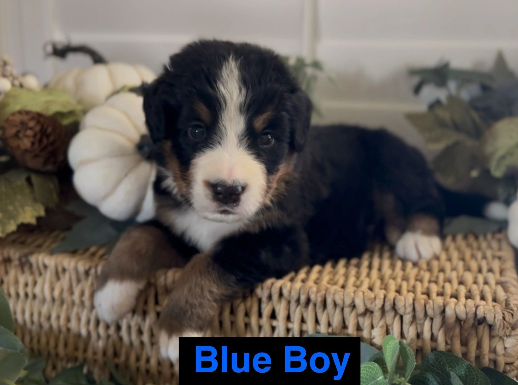Adorable Bernese Mountain Dog puppy named Blue Boy resting on a wicker surface.