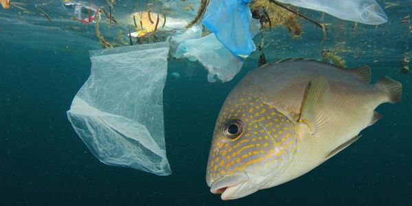 PTE, contaminacion residuos plasticos, reciclaje, transformacion ecologica, medioambiente, pirolisis