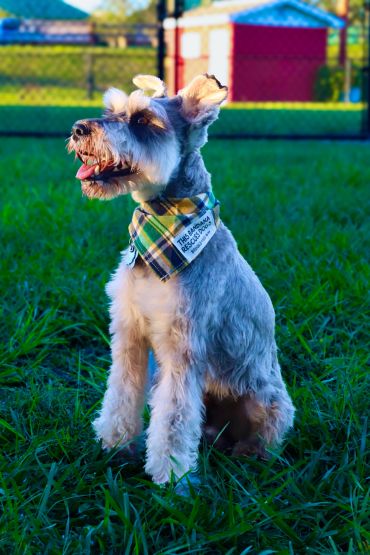 Happy dog wearing a rescue bandana sitting on grass.
