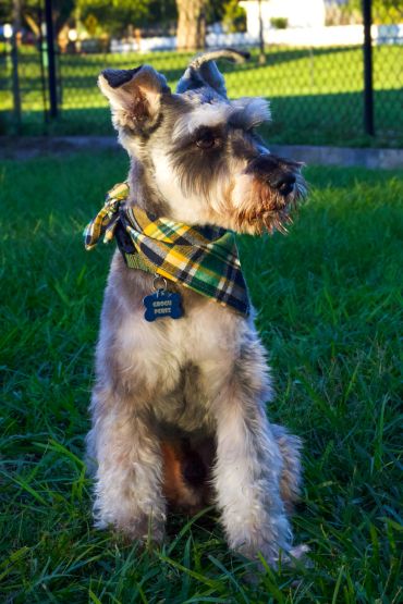Dog with a green and yellow checkered bandana sitting on grass.