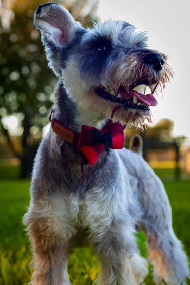 Happy dog wearing red bow tie collar outdoors.