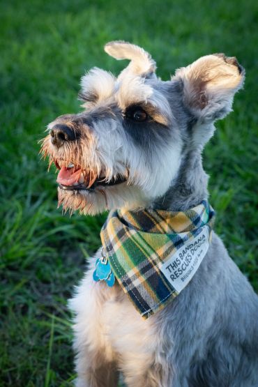 Happy Schnauzer wearing a plaid bandana in the grass.