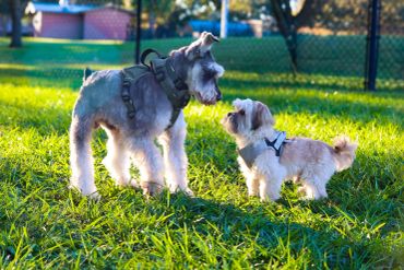 Two dogs face each other on the grass in a park.